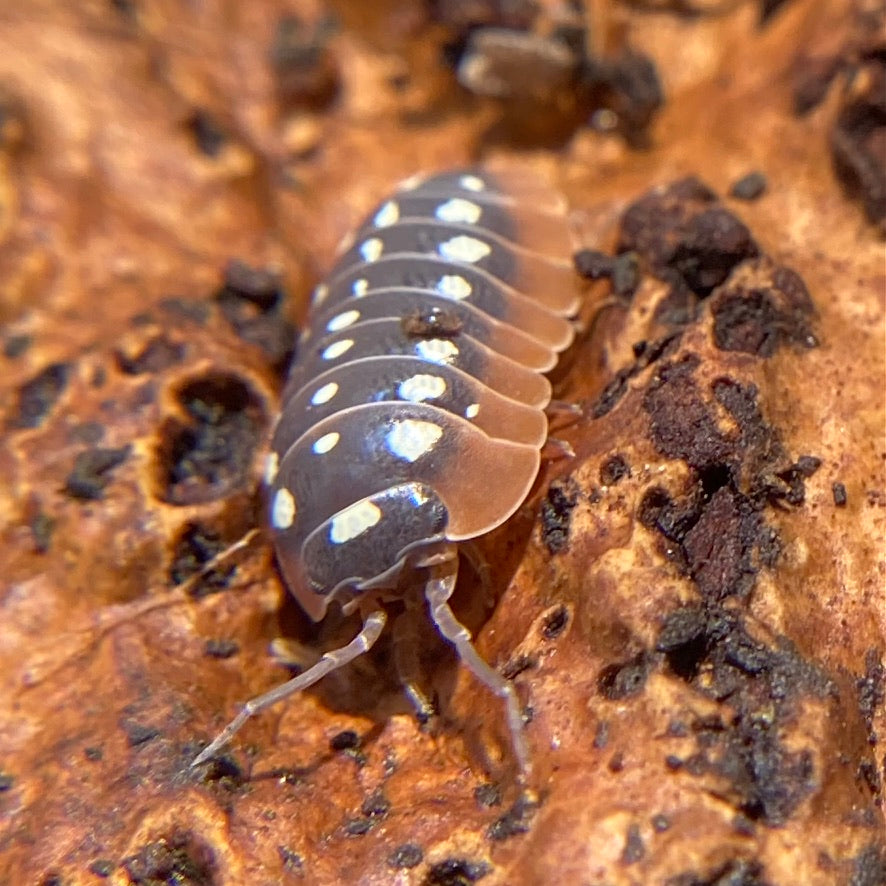 Armadillidium– Studio Zoologic