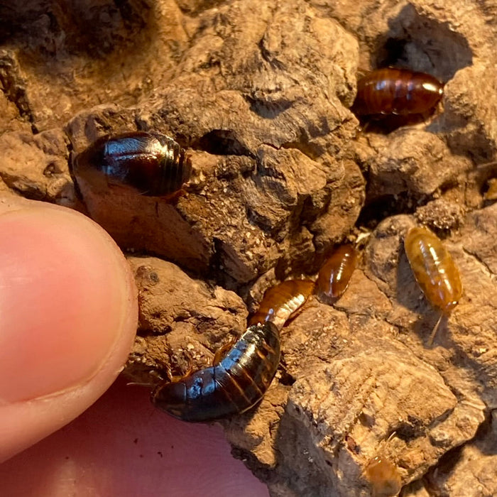 Roaches