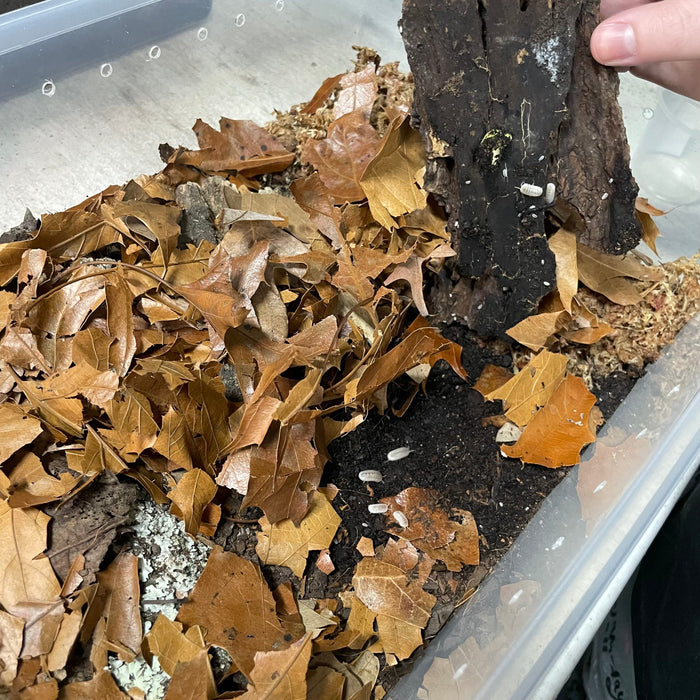 Substrates and Soil Supplements