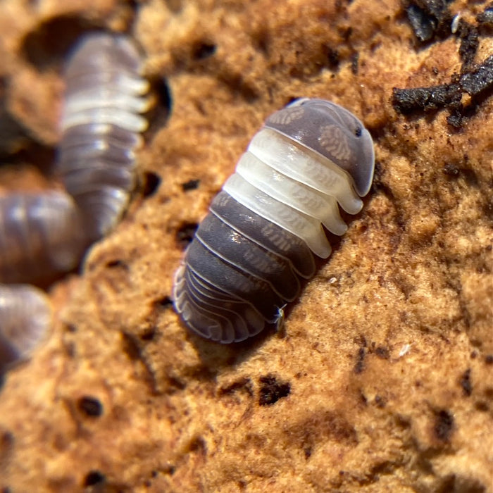 Cubaris sp. "Panda King"