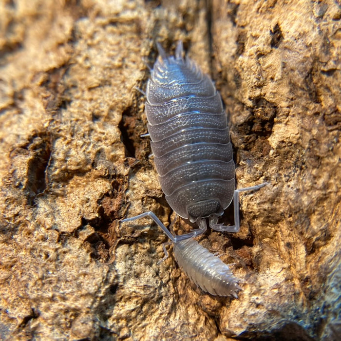 Porcellio sp. Valencia