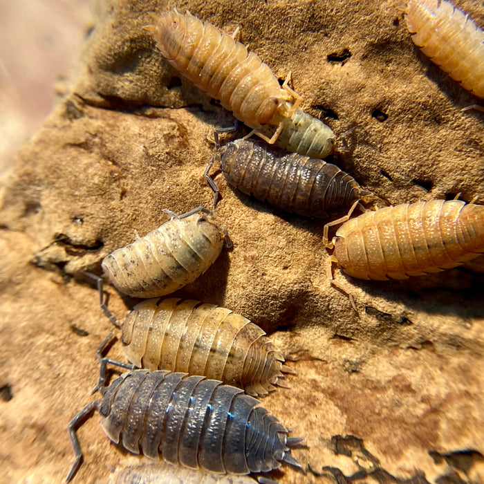 Porcellio scaber "Lemonade"