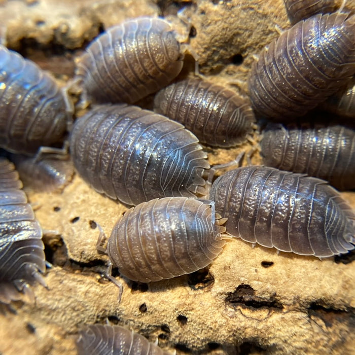 Porcellio dilatatus "Giant Canyon"
