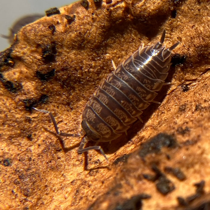 Cylisticus convexus "Curly"