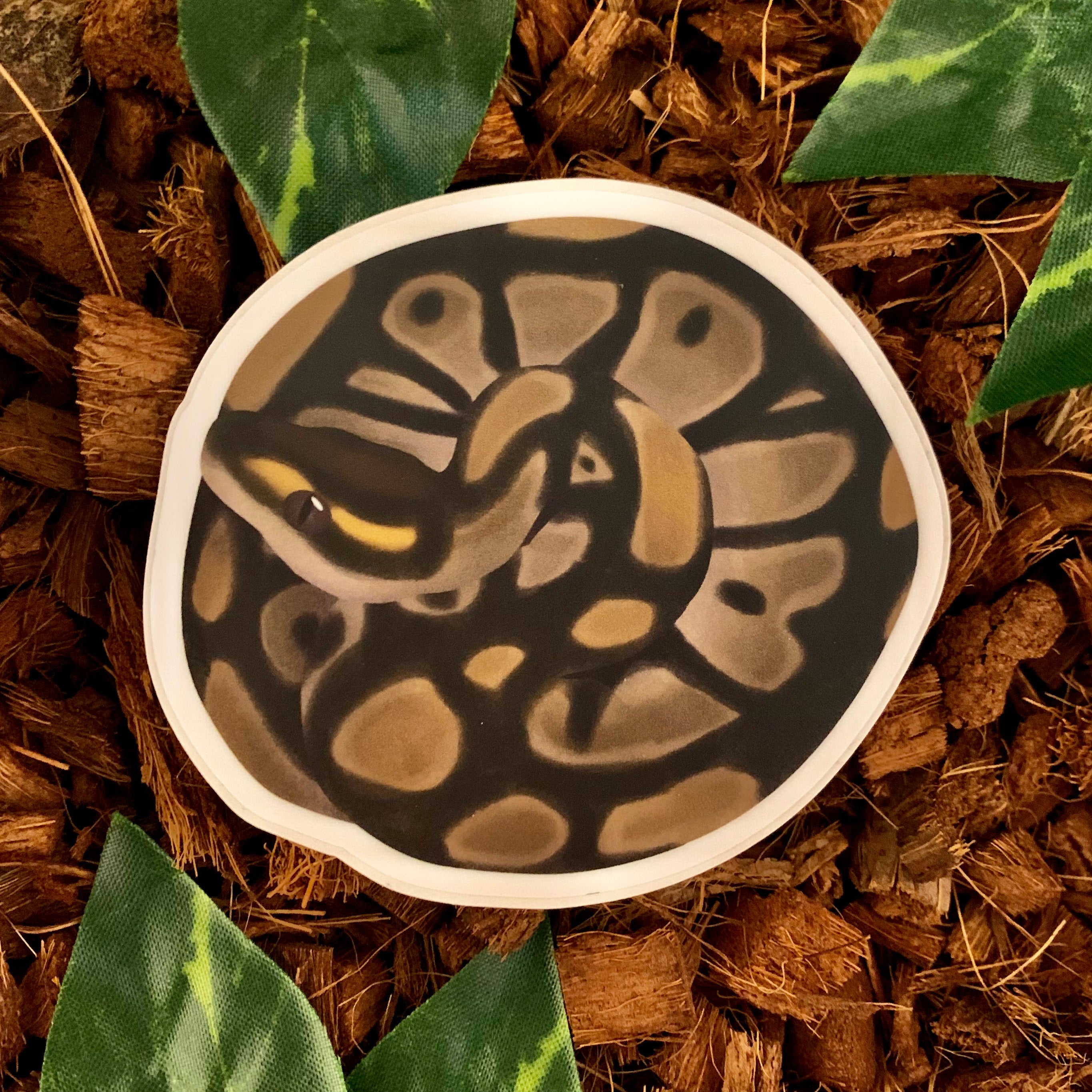 Coiled Ball Python Sticker, Normal– Studio Zoologic