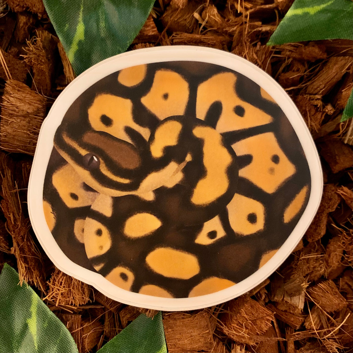 Coiled Ball Python Sticker, Pastel– Studio Zoologic