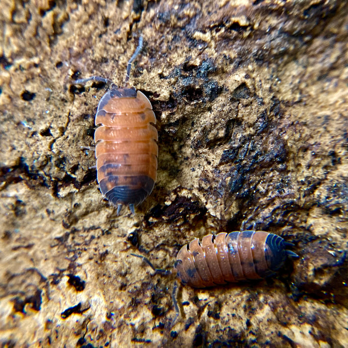 Porcellio scaber cf. forma lusitanus "Lava"