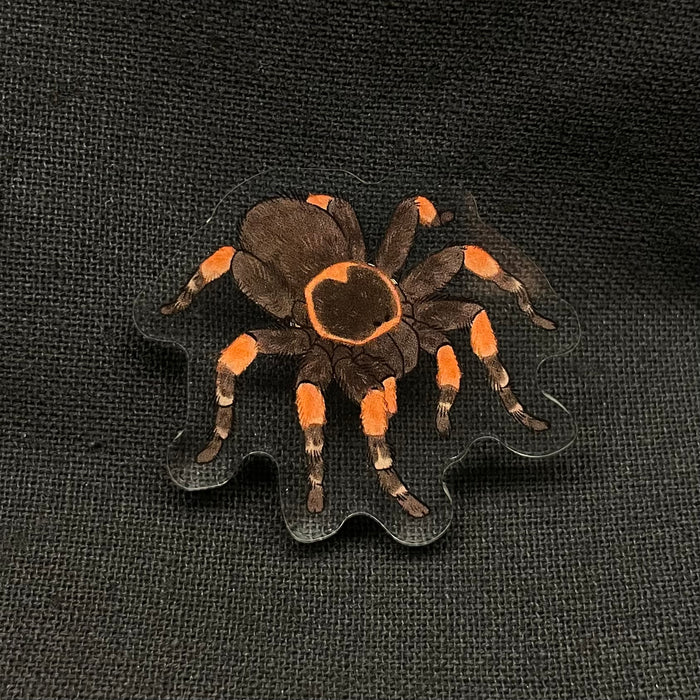 Mexican Red Knee Tarantula Acrylic Pin