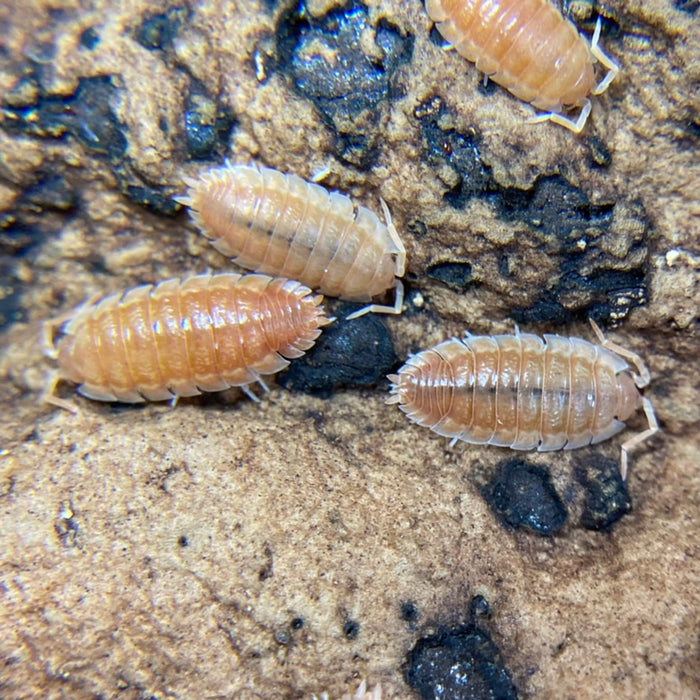 Porcellio scaber "Orange Embers"