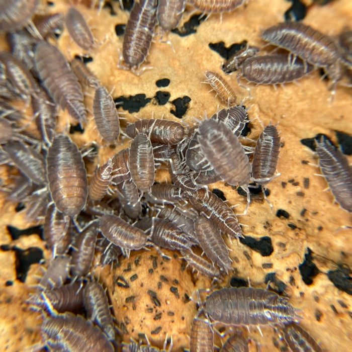 Porcellionides pruinosius "Powder Blue"